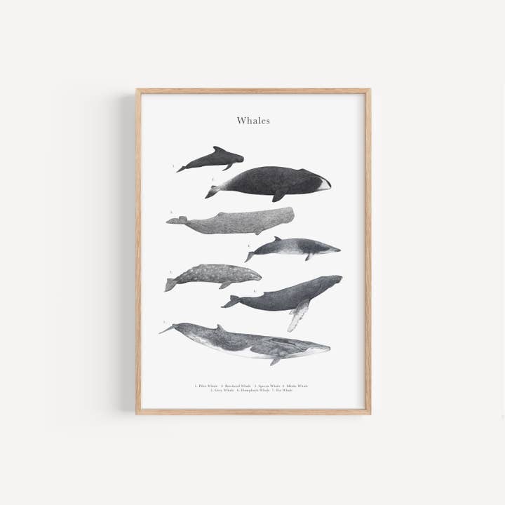 Whale Species Educational Print for wholesale by Lauren Fitton Illustration
