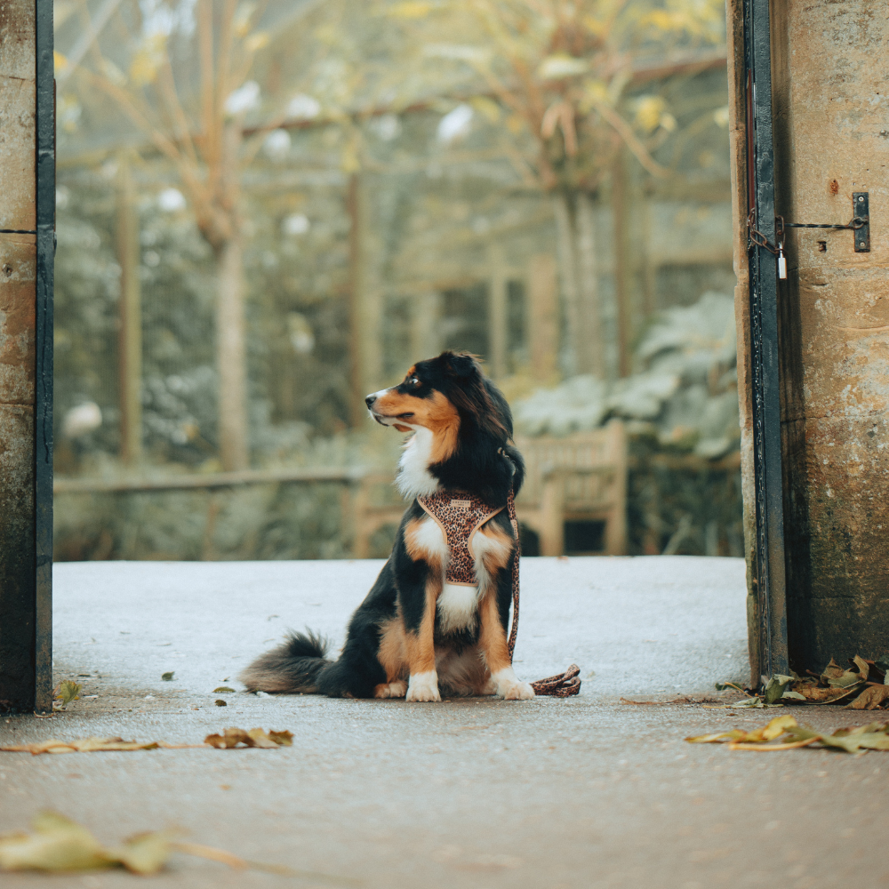 Cocopup London - Wholesale Pet Harness - Dog - Quilted Leopard Pup Adjustable Neck Harness35