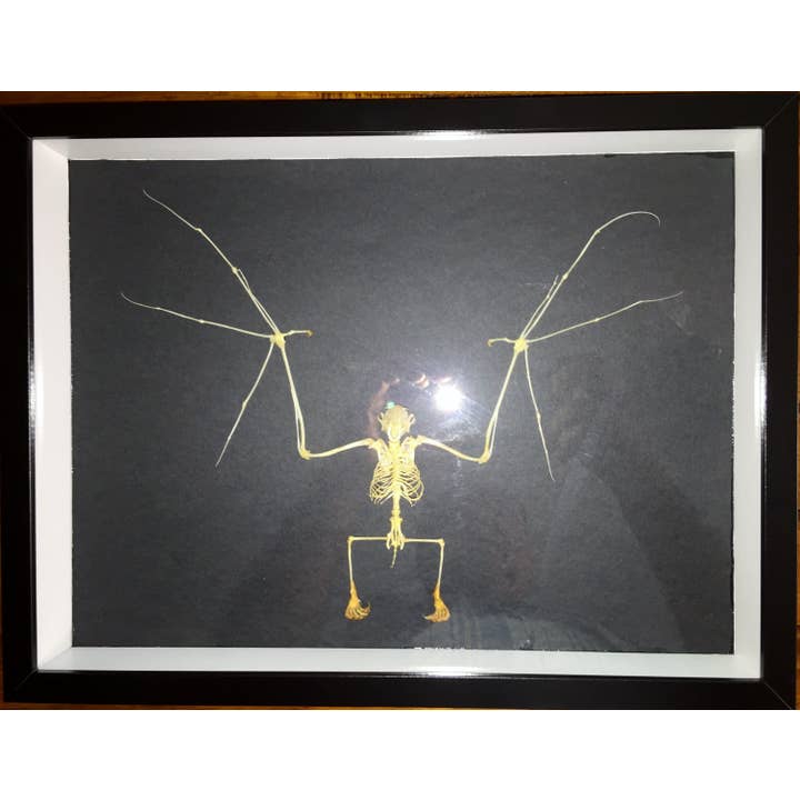 Cynopterus brachyotis Asian Bat, Wings Open in a Frame for wholesale by Newman Art Designs