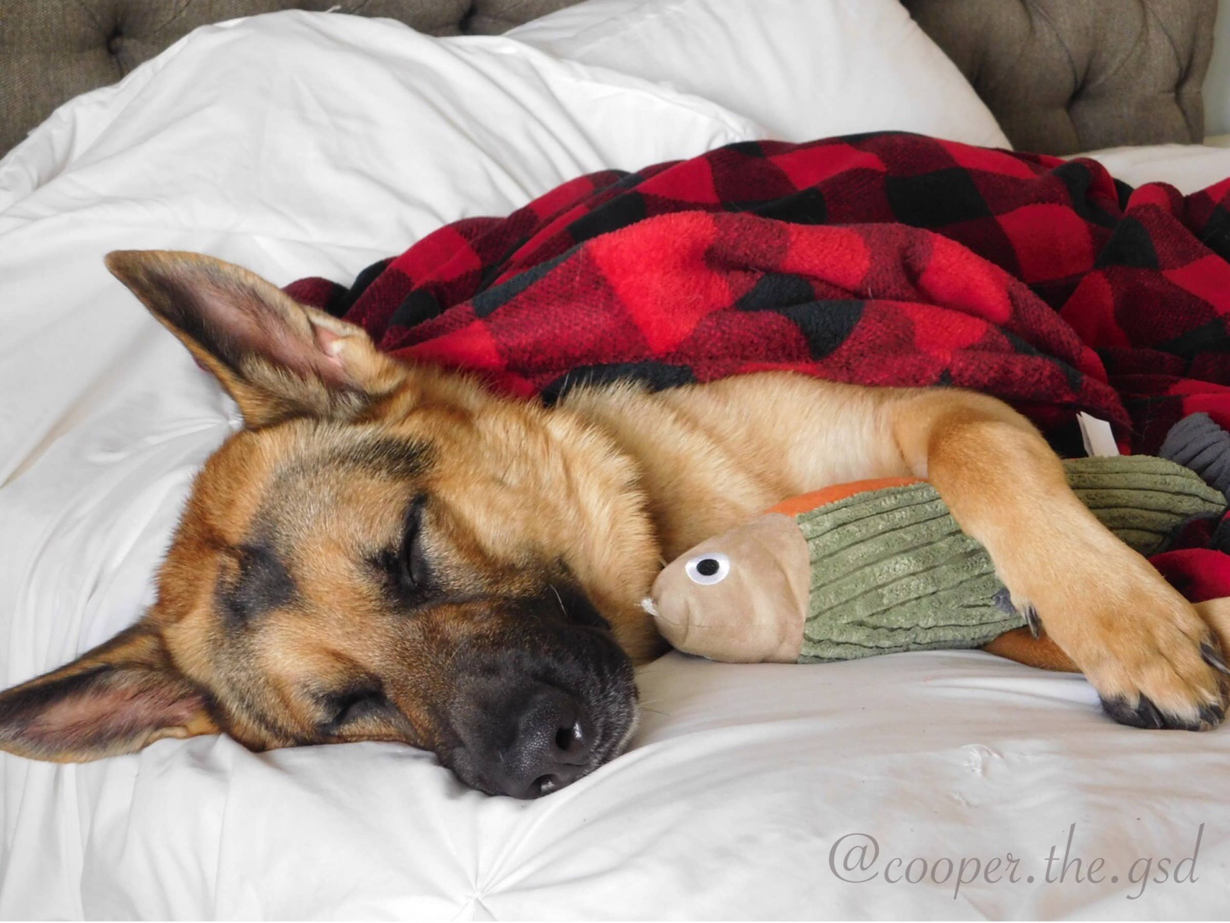 Tall Tails - Wholesale Pet Plush Toy - Dog - Tall Tails Plush Fish Squeaker Toy - 12"2