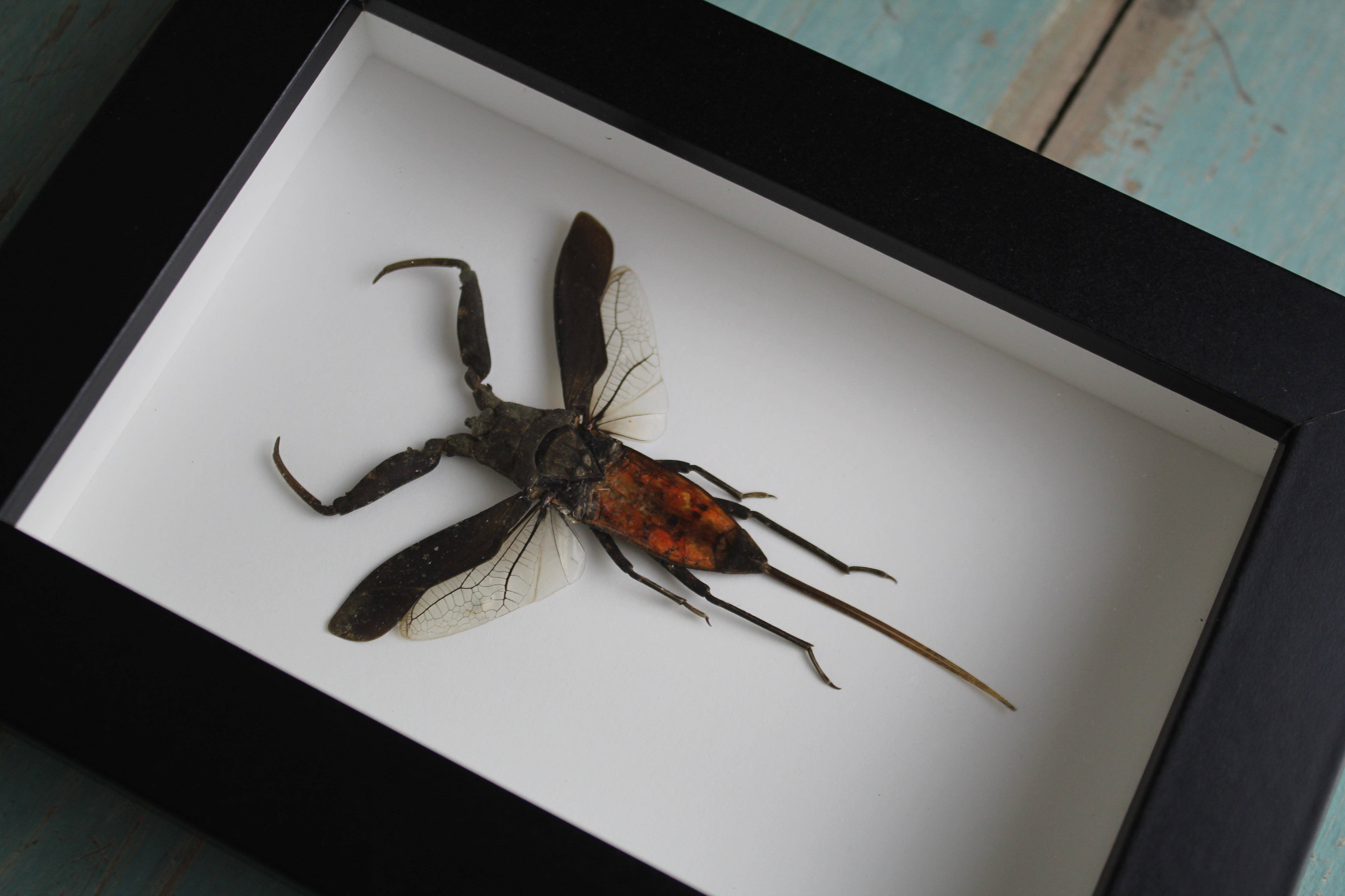 Newman Art Designs – wholesale Dimensionell/3D-väggkonst – Nepra rubra i svart ram2