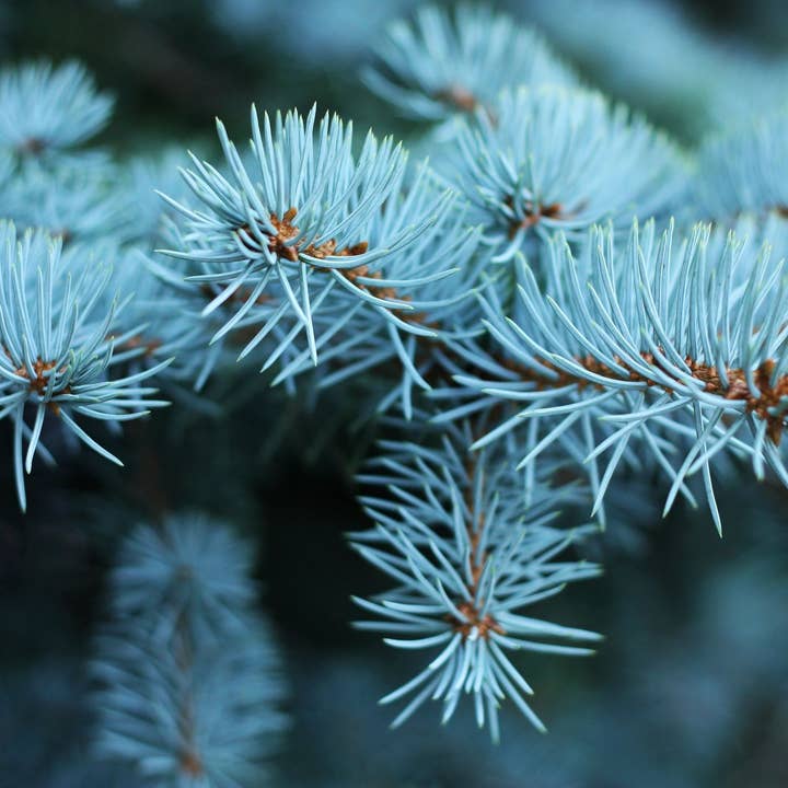 Blue Spruce* Incense Cones for wholesale by Beaches of Tunisia, LLC
