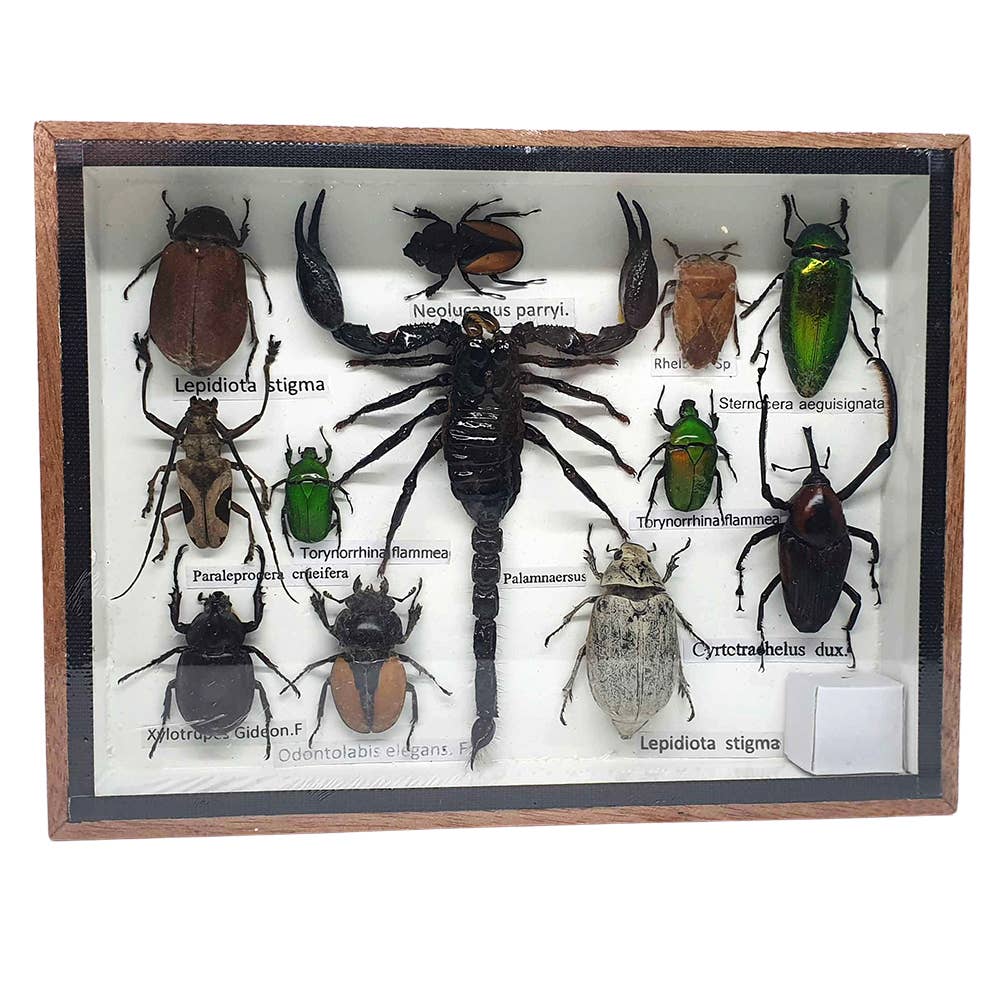 VIE - Wholesale Wall Accent - Framed Insect, Assorted4
