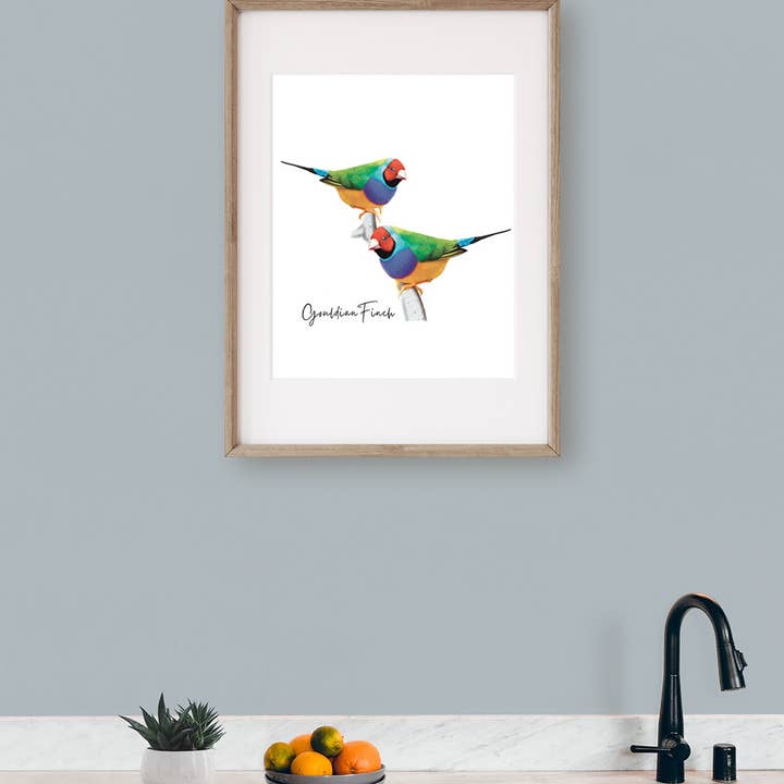 Taylor Hill Scarves & Co - Wholesale Poster - Gouldian Finch Australian Flora and Fauna Poster2