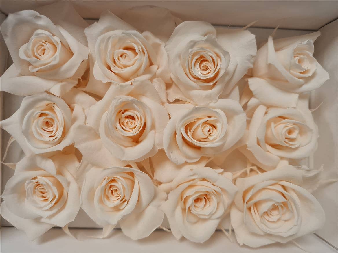 Dutch Flower Studio - Wholesale Artificial Flowers - 🌸 Preserved Roses - 10 colors - Decoration - Flowers - 4 cm3