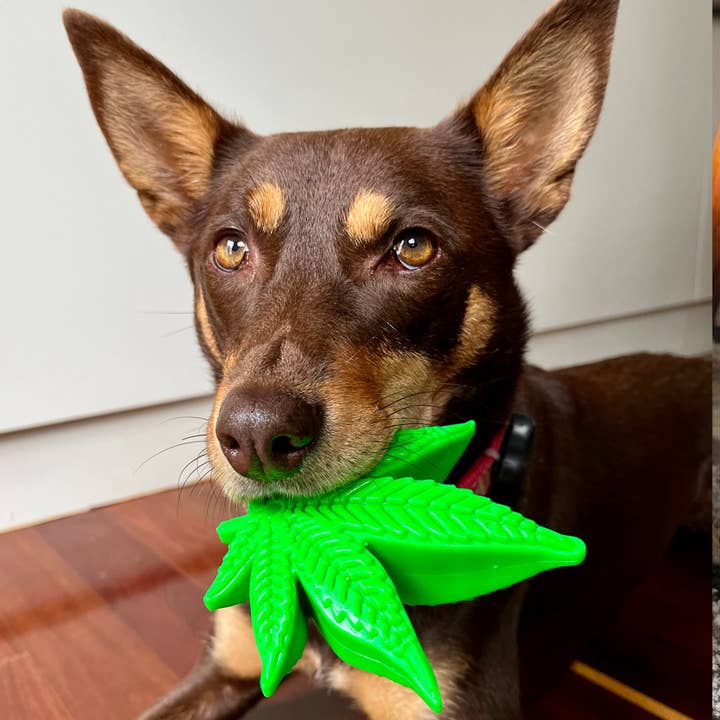 Rover Pet Products - Wholesale Pet chew toy – Dog - Maple Leaf5