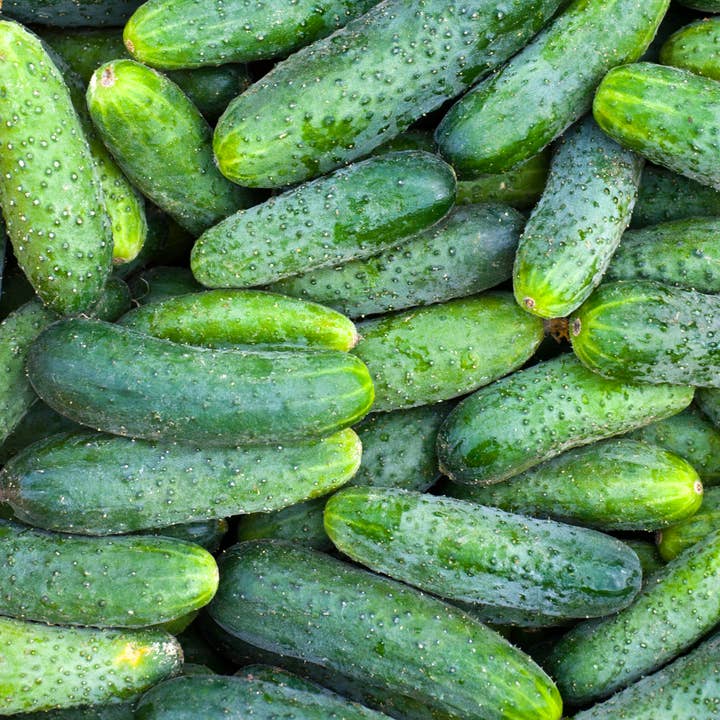 Bentley Seed Co. - Wholesale Plant Seeds - Bulk 500 Piece Vegetable Seed Packets