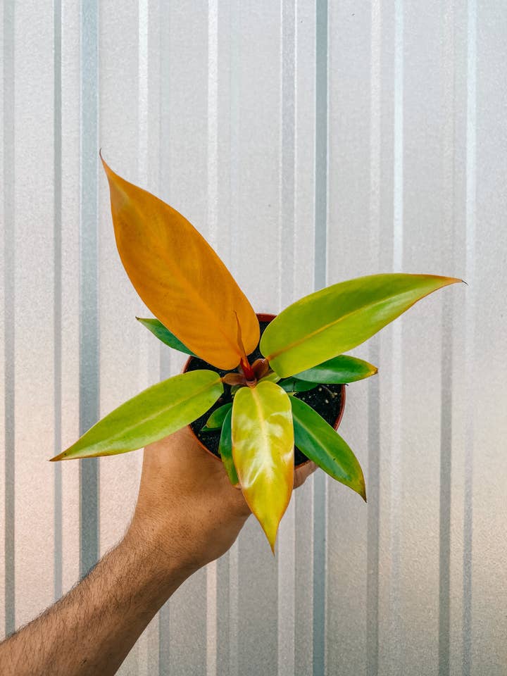 4" Philodendron 'Prince of Orange' for wholesale by BWH Plant Co