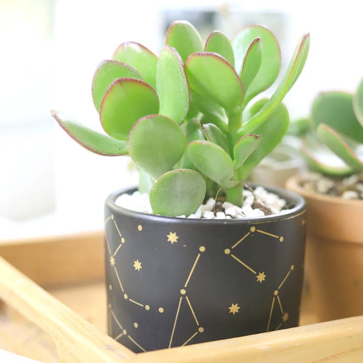 Best Plant Friend - Wholesale Plant Pot - 3" Celestial Pot - Succulent Planters For Small Spaces