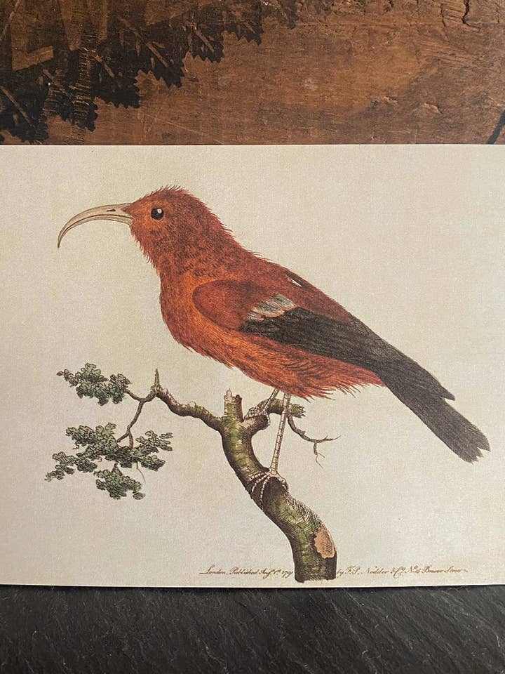 Honeycreeper écarlate pour la vente par Irreverent Cards for Challenging Times