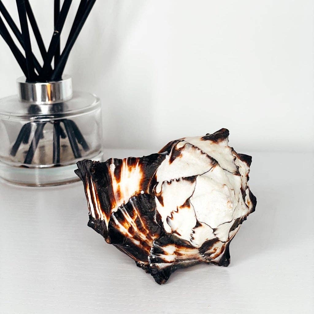 Jasmine Alice Home - Vente Bougies originales - Grande bougie en coquille de murex noir3