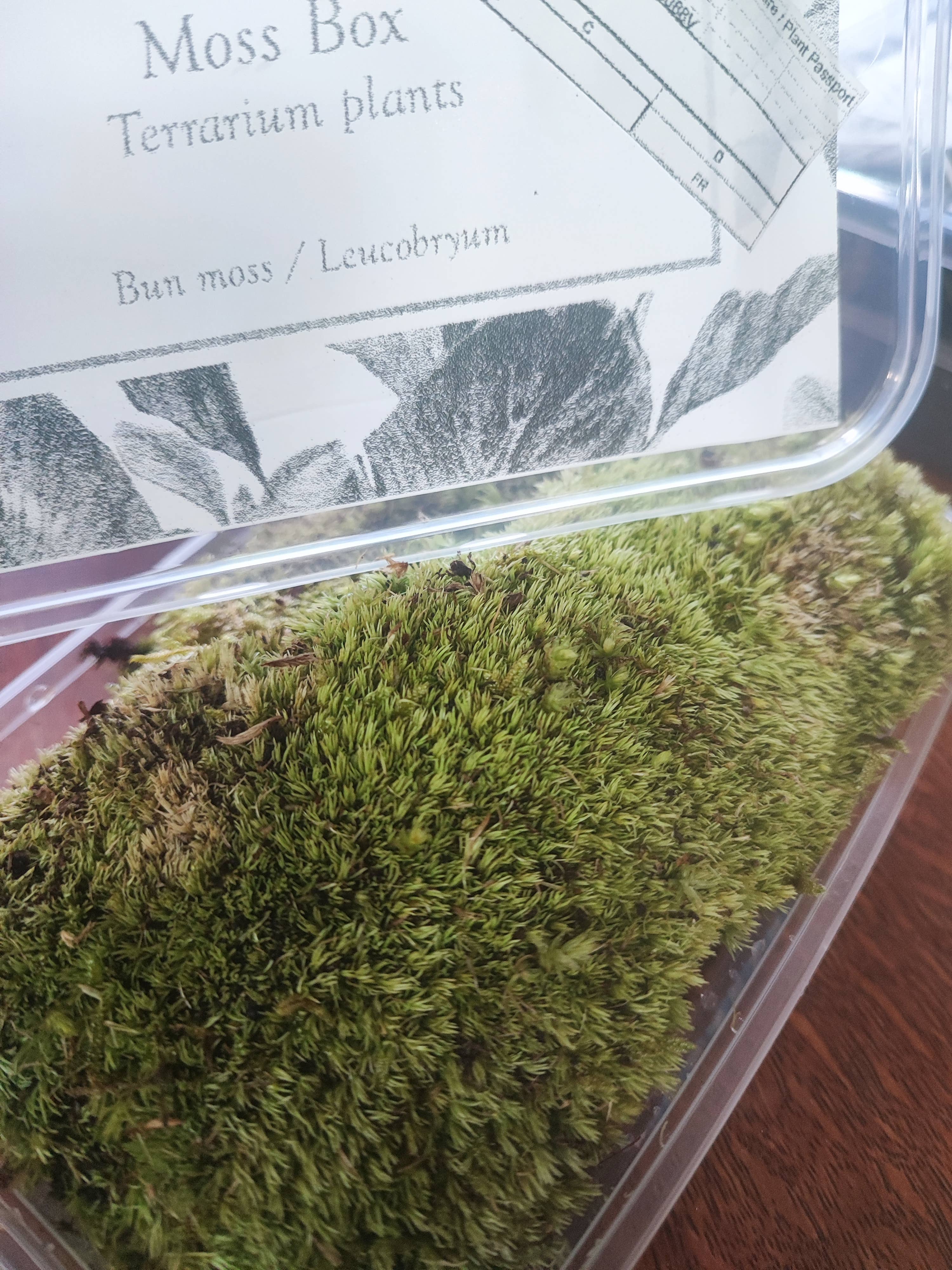 Moss wholesale - Wholesale Live Plant - Moss box for terrariums cushion, bun, sheet, fern, tree moss6