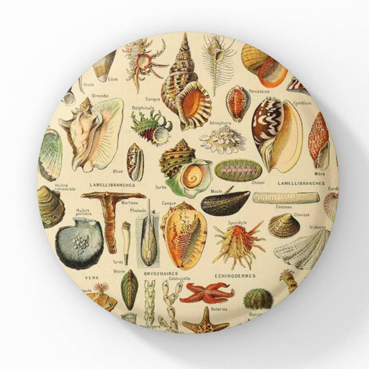 Sea Shells Pin Button, Sea Shell Keychain, Sea Shell Magnet for wholesale by NatureCuts