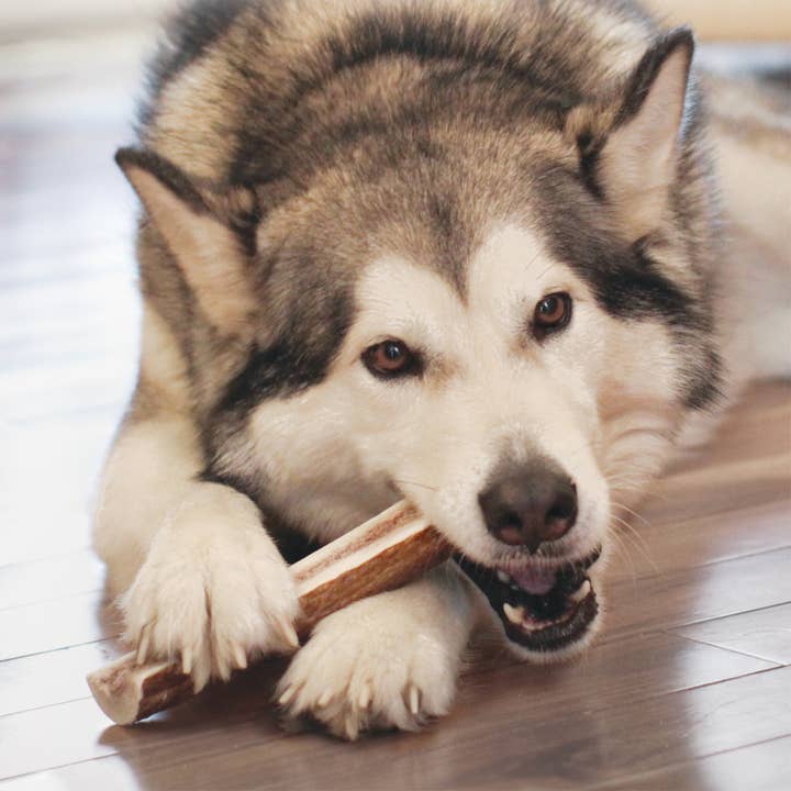 Pet Palette Distribution - Wholesale Pet Chew Toy - Dog - KONG® Wild Antler Split Large