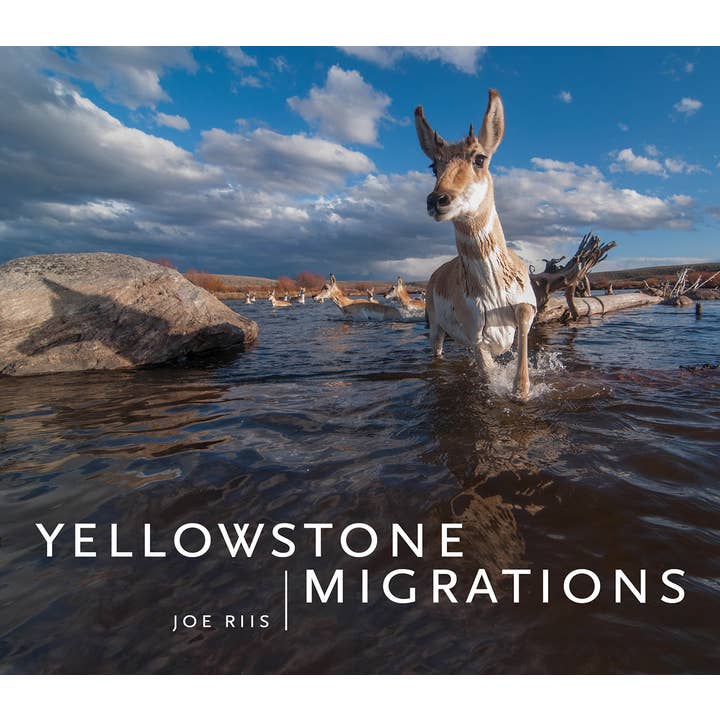 Yellowstone Migrations for wholesale by Mountaineers Books
