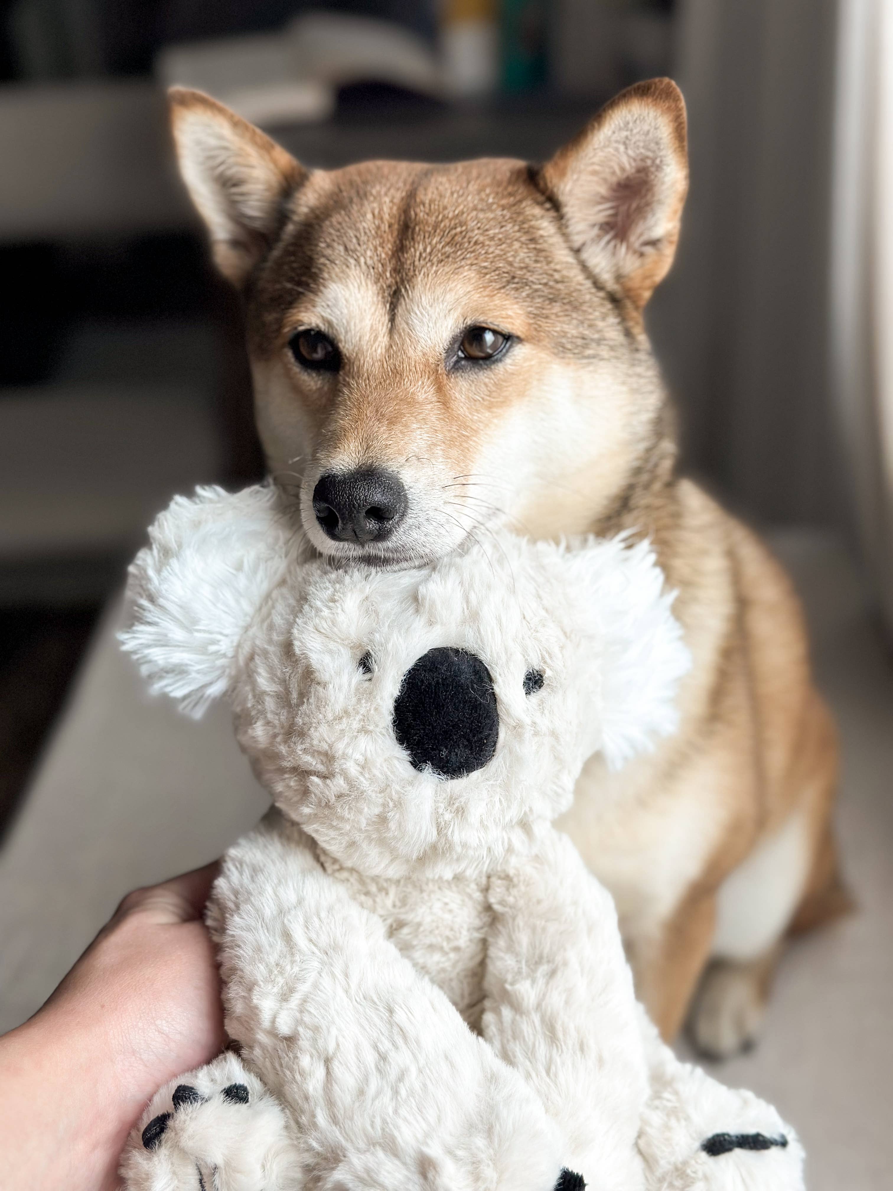 Fur Elise Pets - Wholesale Pet Plush Toy - Dog - Koko Maxi Plushie8