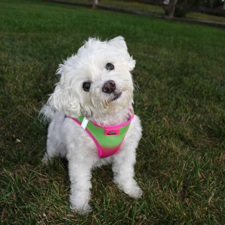 Doggie Design - Wholesale Pet Harness - Dog - American River Ombre Dog Harness - Rainbow