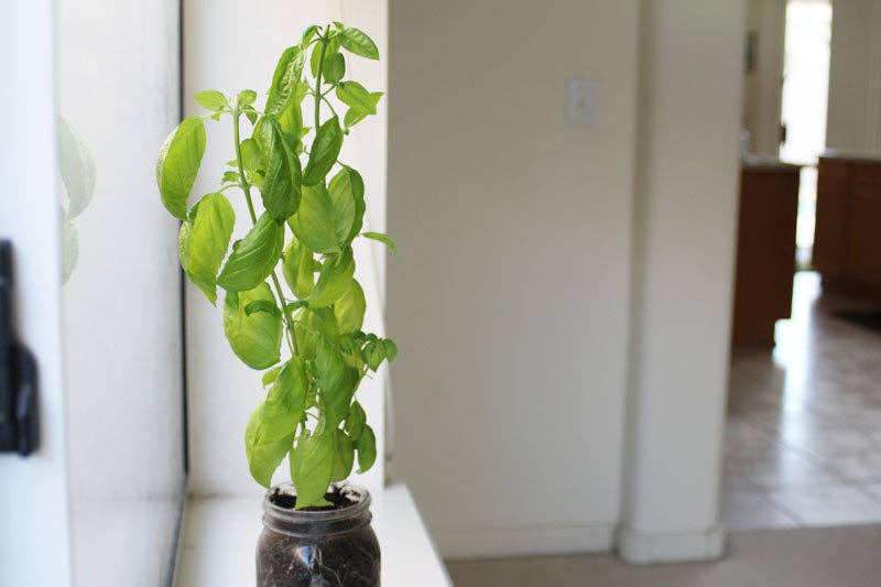 Coco and Seed - Wholesale Plant Seeds - Mason Jar Indoor Herb Garden Supplies Kit with jar4