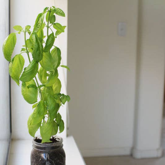 Coco and Seed - Wholesale Plant Seeds - Mason Jar Indoor Herb Garden Supplies Kit with jar4