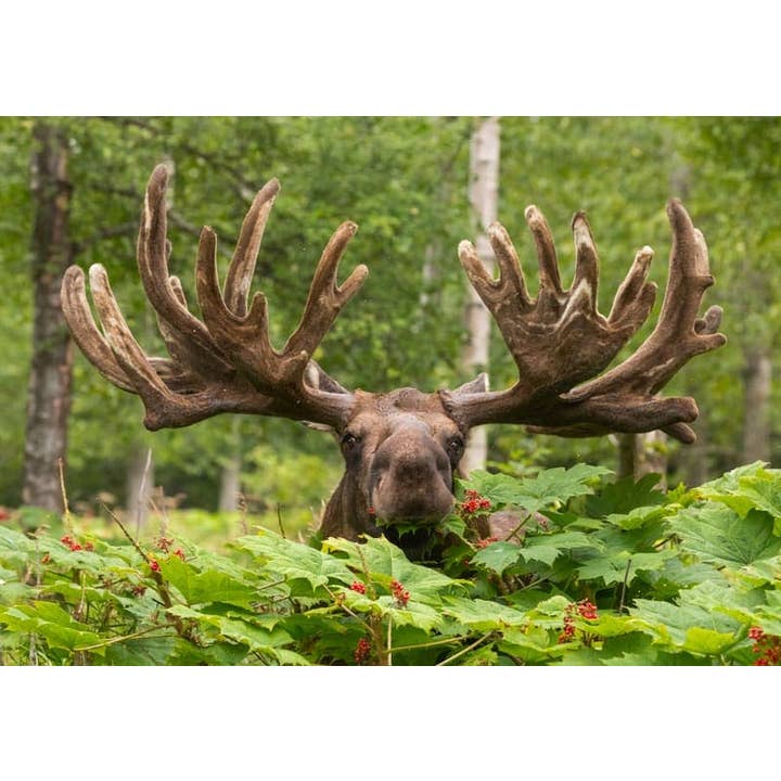 Plant Power for wholesale by Greatland Graphics