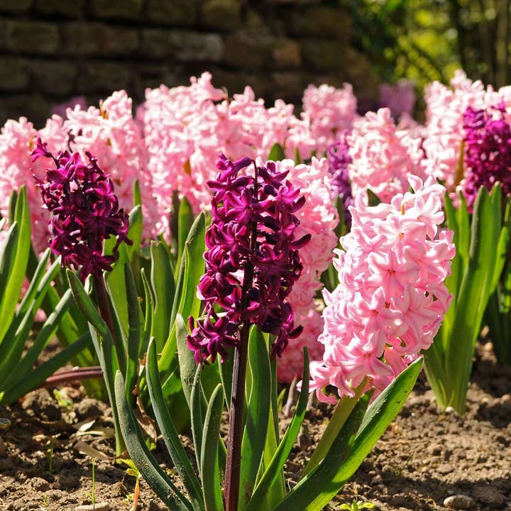 Oasis of Life - Wholesale Live Plant - Hyacinth Bulbs – 20 Flower Bulbs – Hyacinthus Mix – Multicolored – Flower Bulbs for Garden & Pot – Fragrant Spring Flowers in Pink, Purple & White – Early Bloomers 25–30cm – Planting Time Autumn1