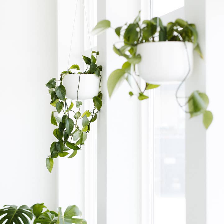 Hudson and Oak - Wholesale Hangende plantenbak - Hangende plantenbak2