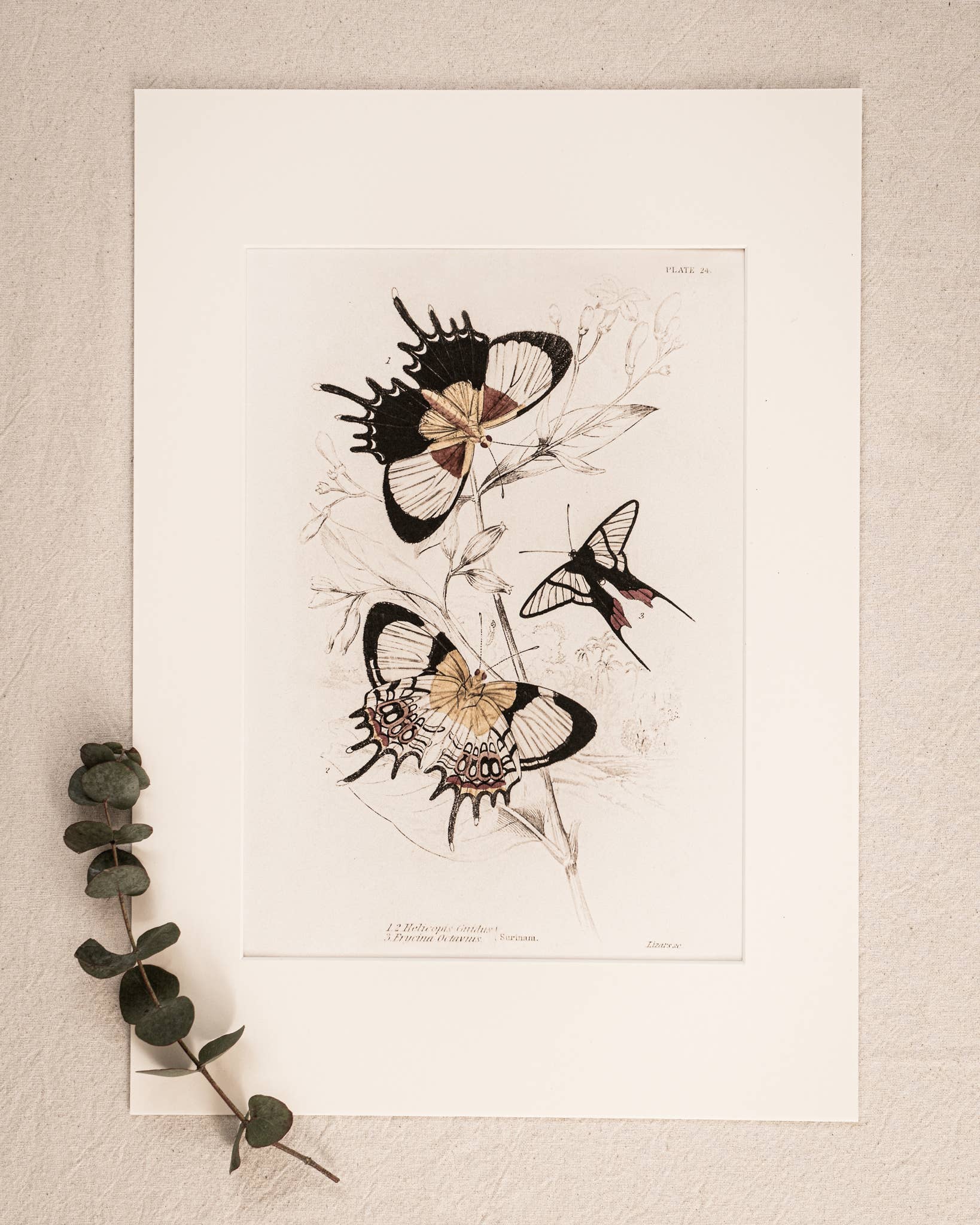 Coultura - Wholesale Gallery Wall Set - Framed Set of Six Vintage Butterfly Art Prints (Classic Teak Frame Collection)8