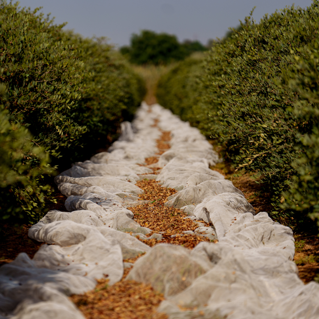 HobaCare Jojoba – wholesale Bath/body oil – HobaCare Jojoba Gallon  - Bulk, Refill, Spa - Pesticide-Free2