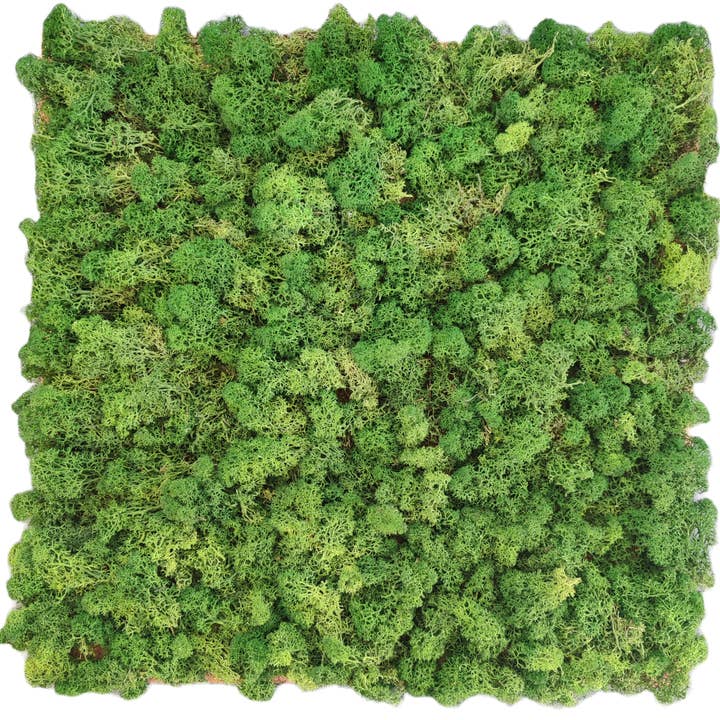 Moss House - Wholesale Wall Accent - Reindeer Moss Lichen Panel 50x50 cm Forest Green - MossHouse
