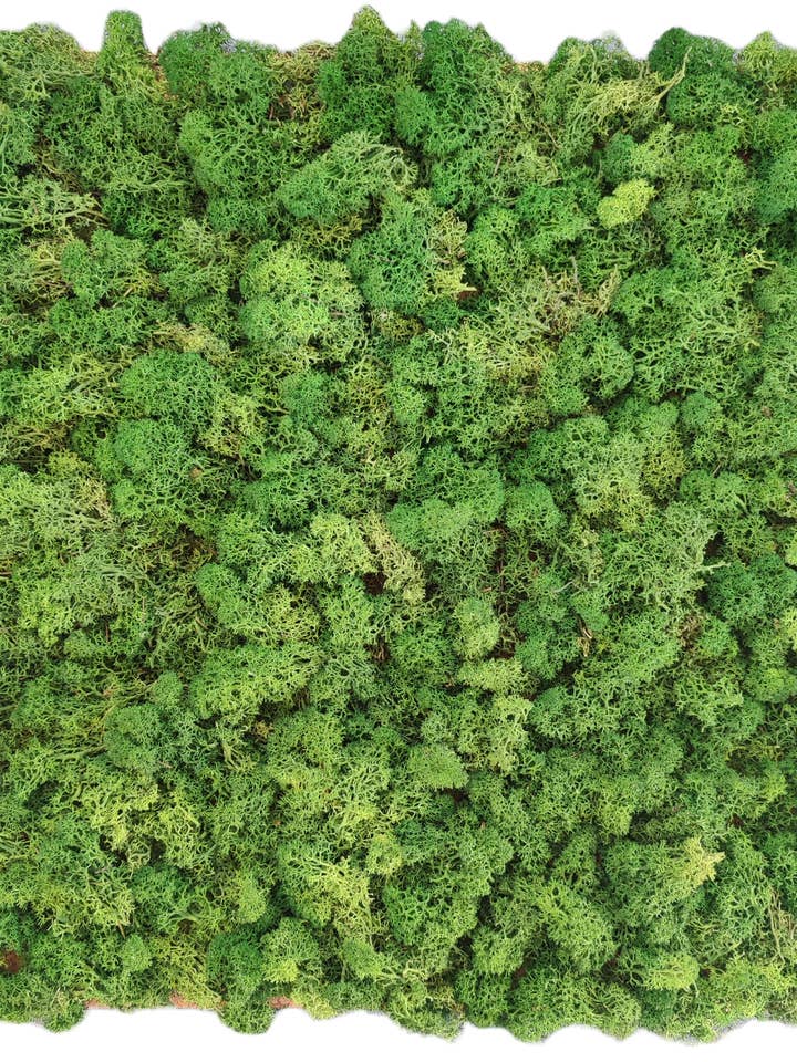 Reinsdyrlav stabiliseret mos i skovgrøn fra MossHouse for engroshandel hos Moss House