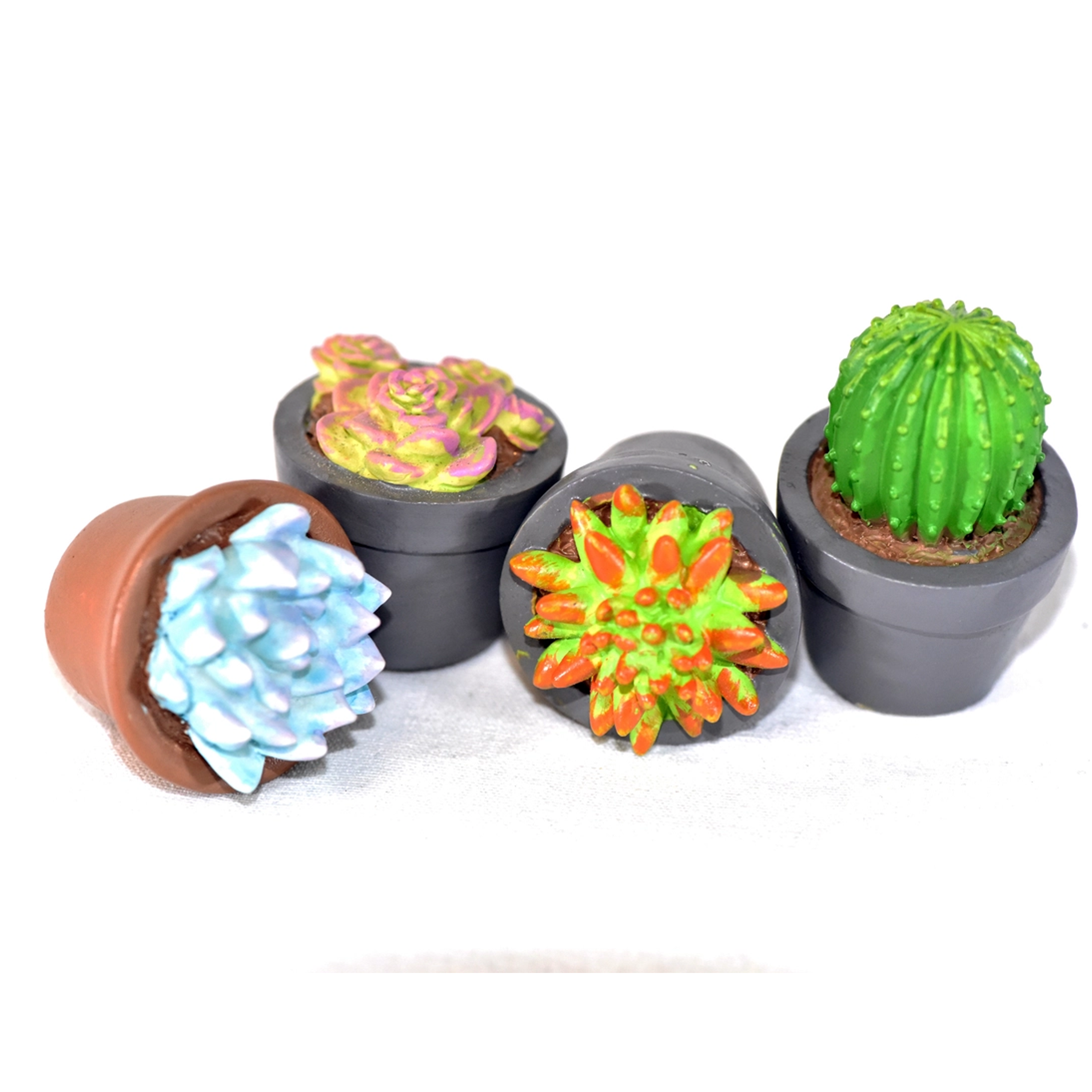 G & F Products - Vente Succulentes - Jardin Miniature Succulent, 4 pc0