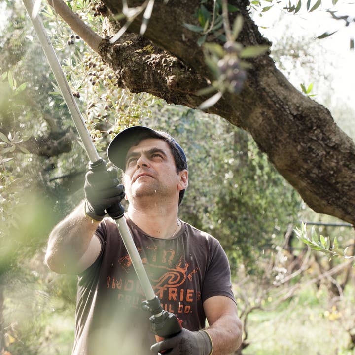 Hellenic Farms - Wholesale Olive Oil - LIA Estate Extra Virgin Olive Oil4