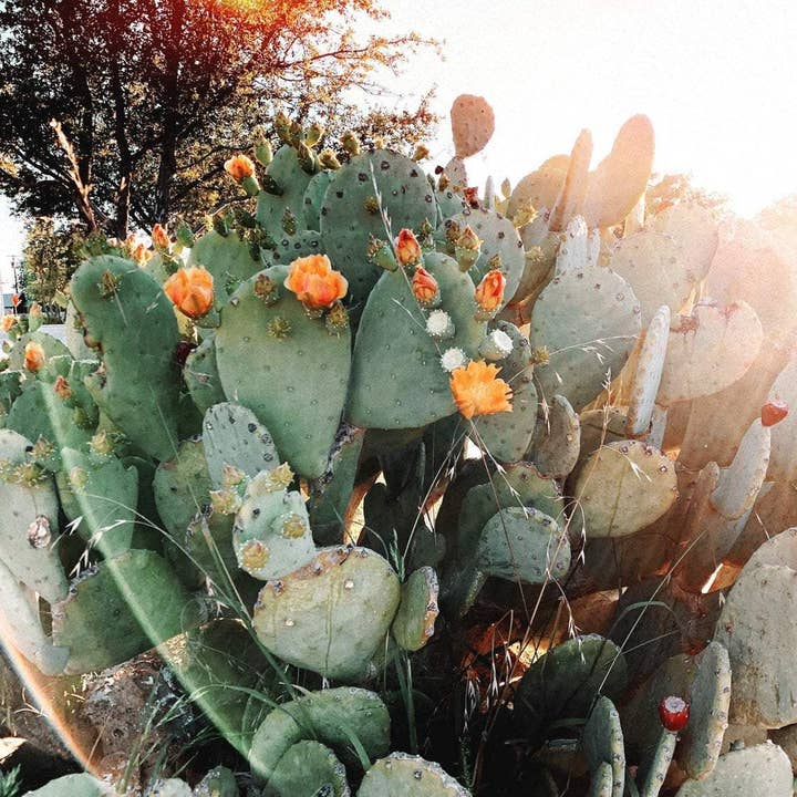 In Bloom//Texas per la vendita all'ingrosso da parte di Alison Holcomb Creative