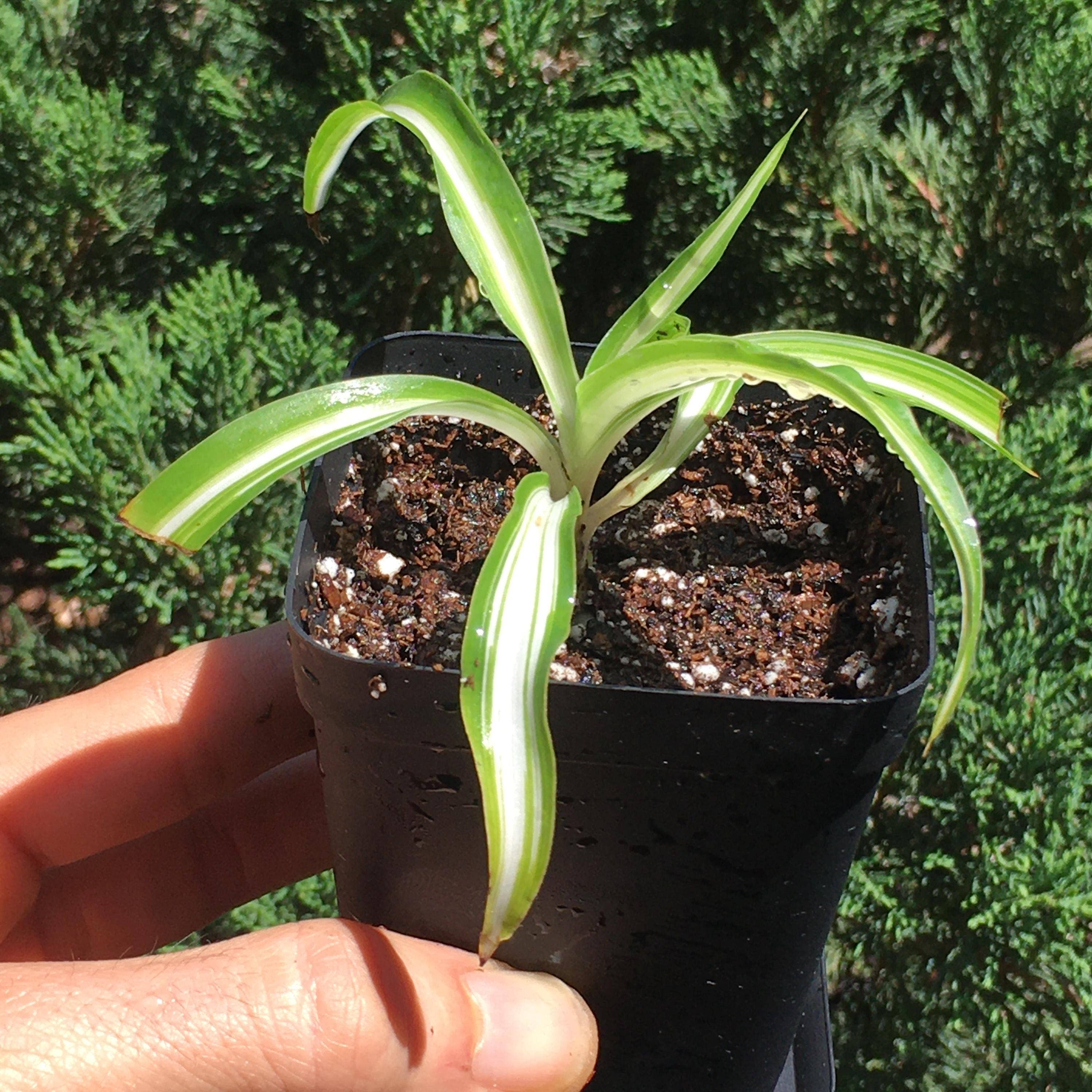 Wildheart Crystals – wholesale Live plant – Curly Bonnie Spider Plant - Rooted Air Purifier7