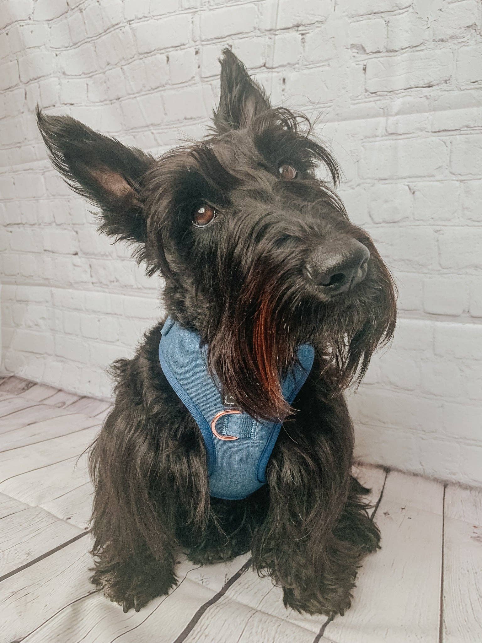 SASSY WOOF - Wholesale Pet Harness - Dog - Dog Adjustable Harness - Denim14