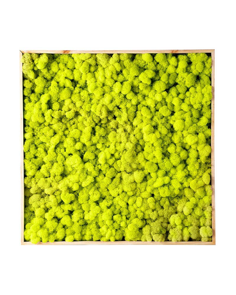 SuperMoss - Wholesale Wall Accent - Vertical Gardens - Reindeer Moss Walls4