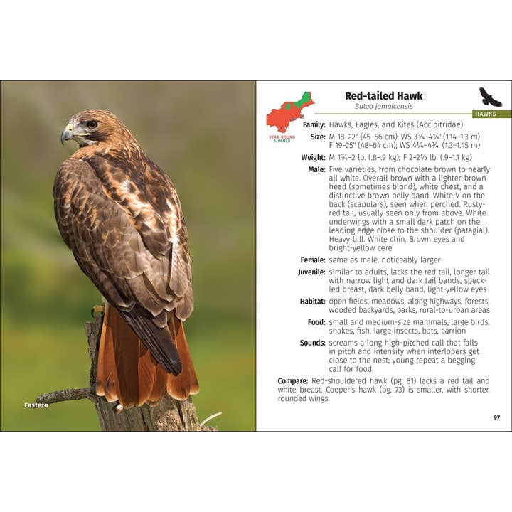 AdventureKEEN - Wholesale Nature & Outdoors - Birds of Prey of the Northeast Field Guide 2nd Edition8
