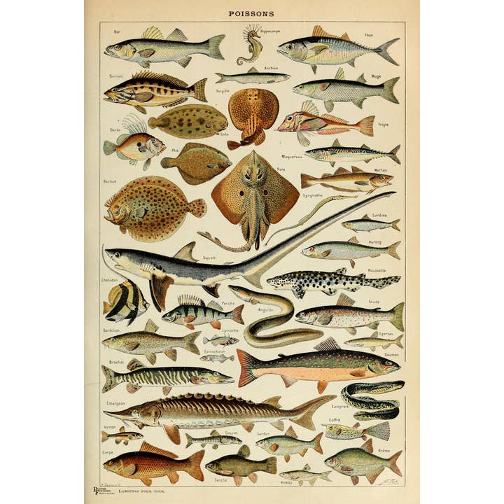 Multi Color Poissons Fish Cottagecore Room Decor Freshwater Art Print Poster for wholesale on Faire