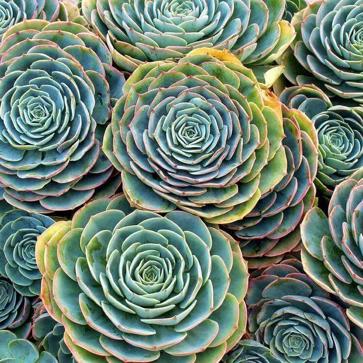Best Plant Friend - Vente Succulentes - Echeveria Imbricata Rose Bleue Succulente Vivante en Pot de 2in/4in5