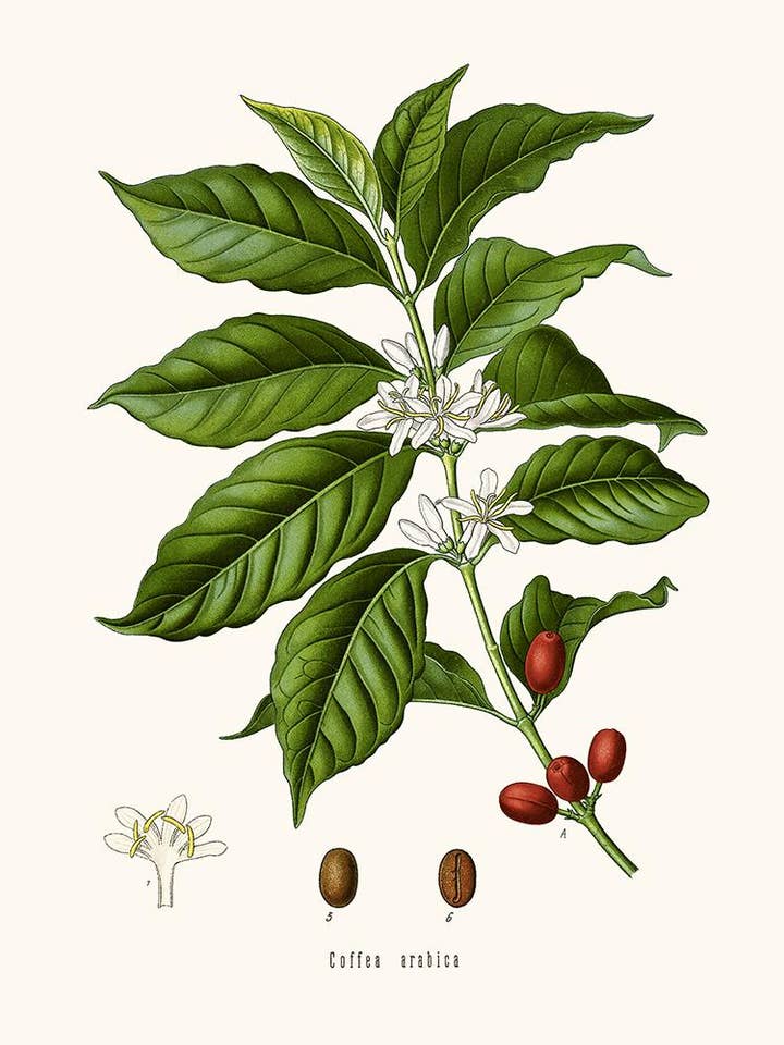 Coffee for wholesale by Salam Editions