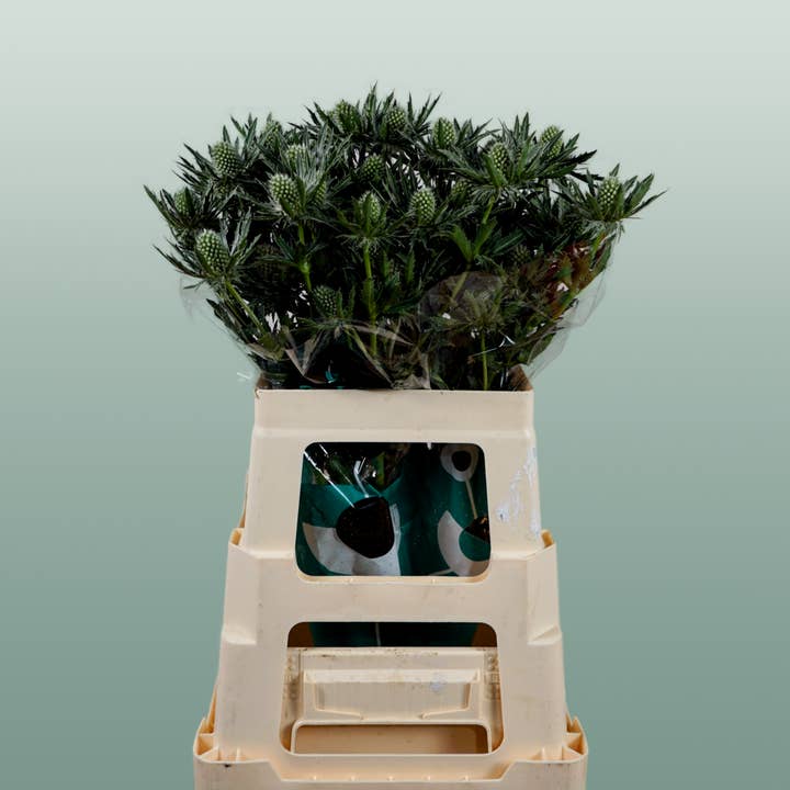 Eryngium Sirius Questar (Thistle) for wholesale by All Occasions Wholesale