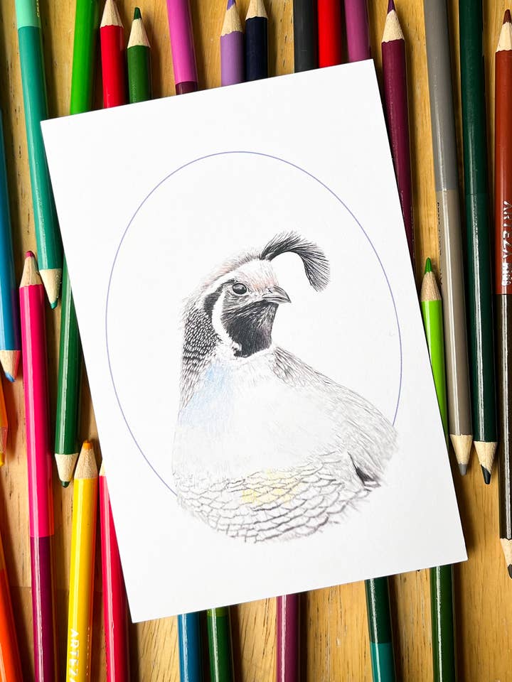 Color-it-yourself California postcard: Valley quail for wholesale by Hannah Moore Art