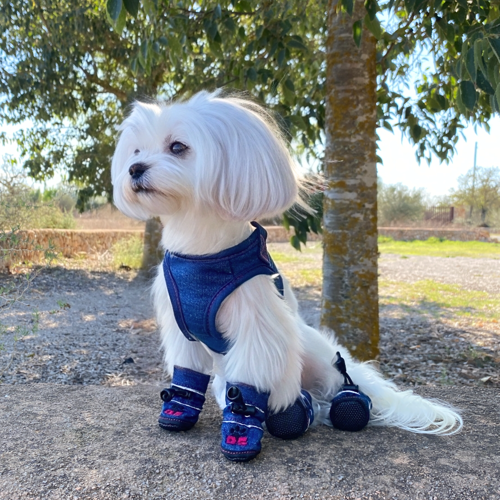 Dogshu - Wholesale Pet Boots - Dog - Dog Shoes - Dogshu Originals5