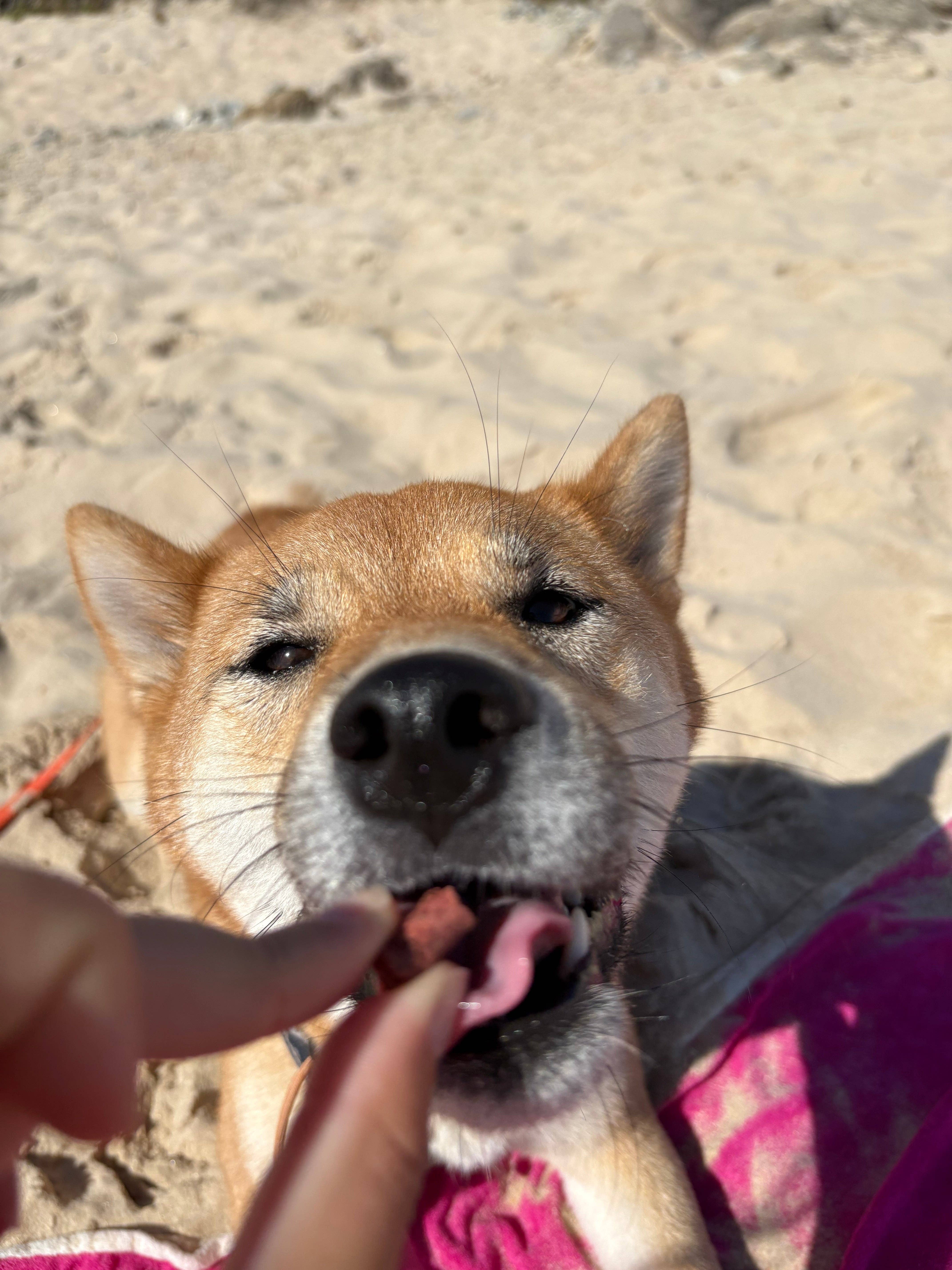 Woof’tastic - Wholesale Pet Treats - Dog - Jungle Doggy - Crunchy dog biscuits with insects1