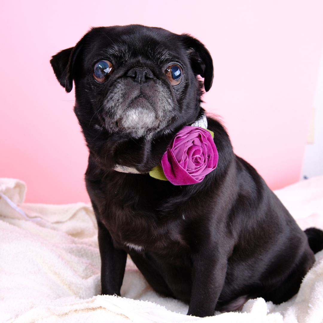 Mimi Green - Wholesale Pet Collar - Dog - Velvet Rose Dog Collar Flower Accessory – 32 Colors!3