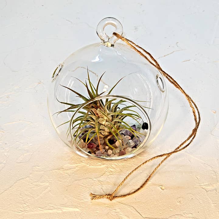 Terrarium à plantes à air comprimé, 4 po, rond, couleurs froides pour la vente par CM Designs Company