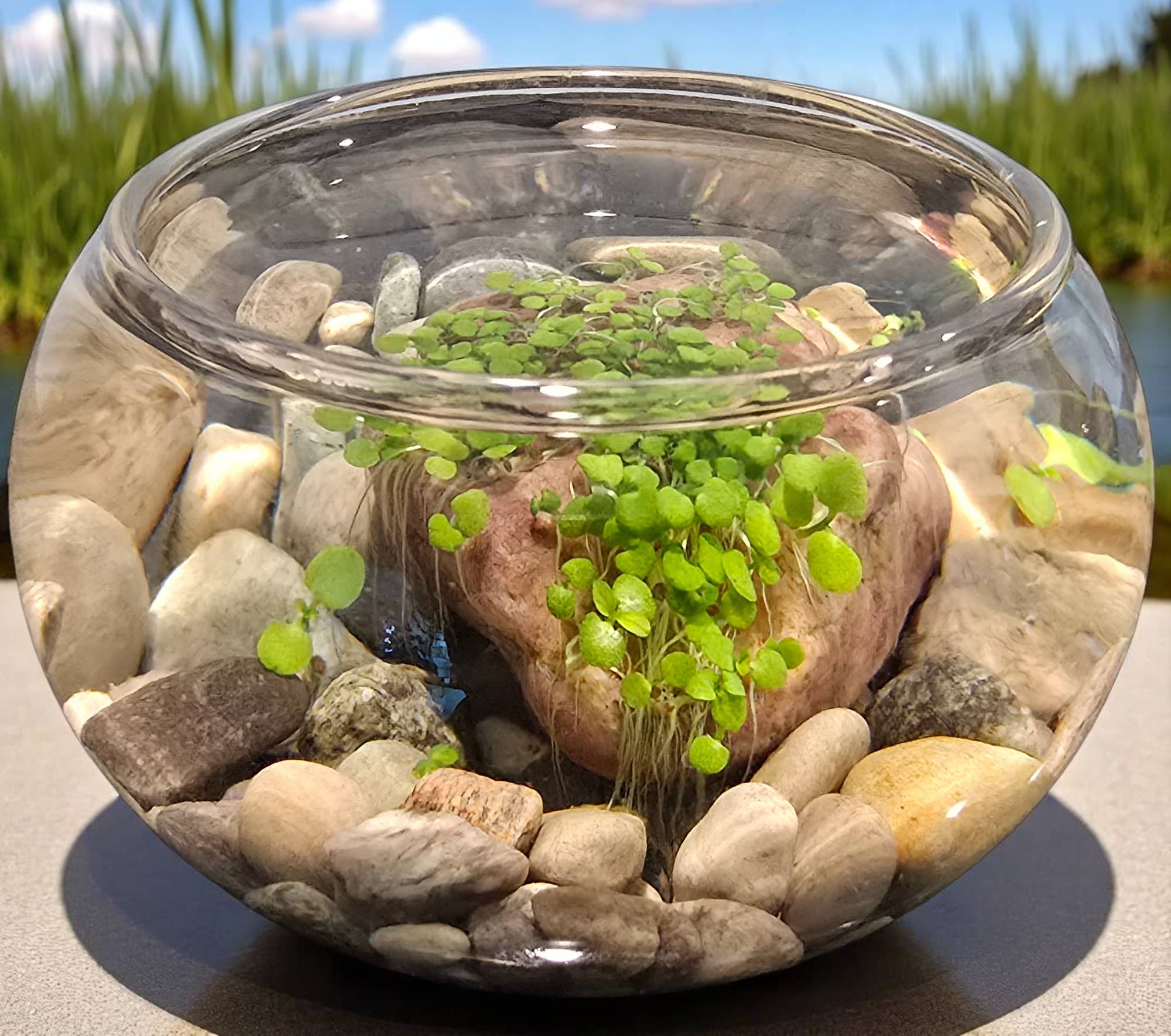 Silver Circle Products - Wholesale DIY Craft Kit - Mini WaterPlants Aquatic Terrarium3