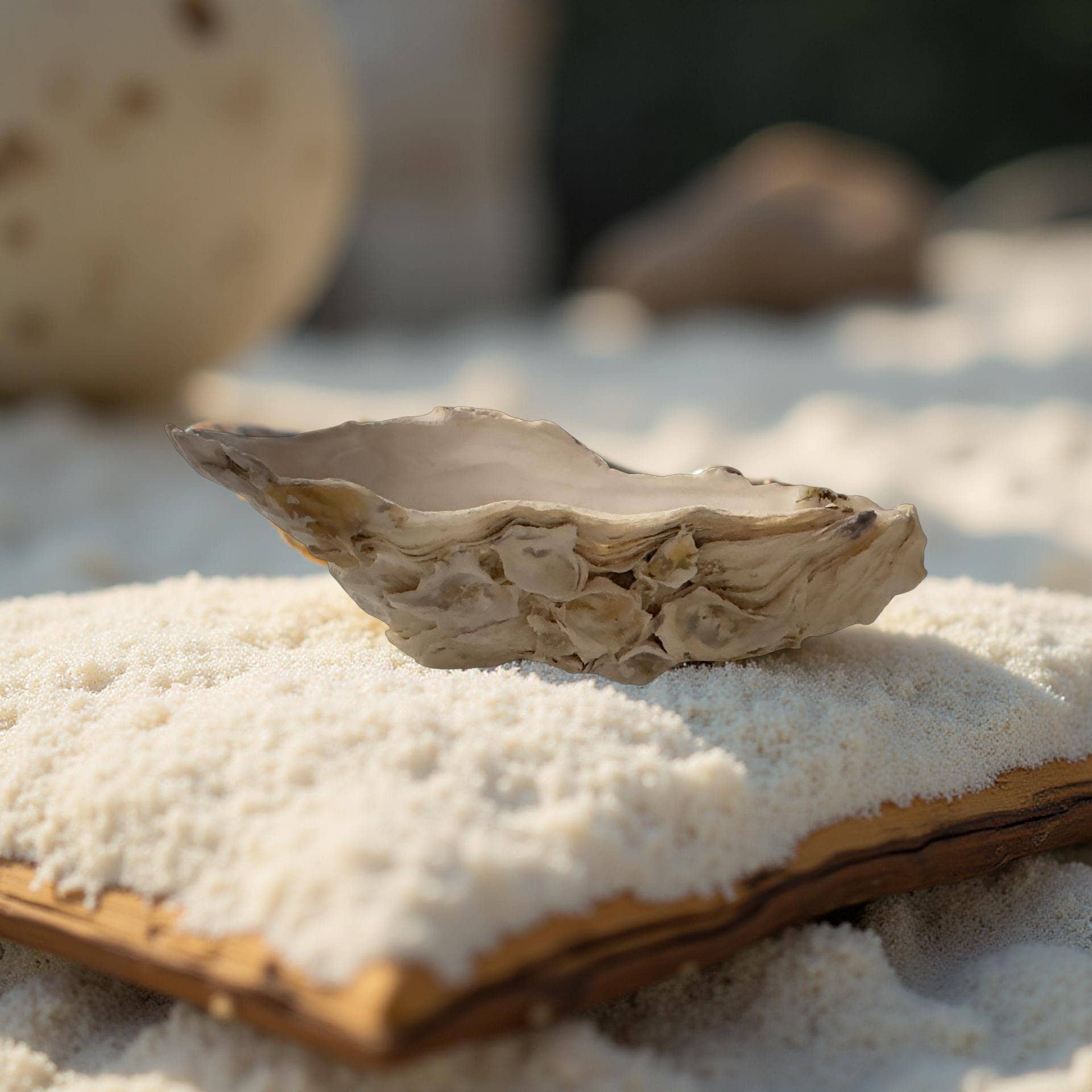 Shell Yeah By Jaks LLC - Wholesale Jewellery dish - Golden Coast Oyster Shell Jewelry Tray – Gold Rim6