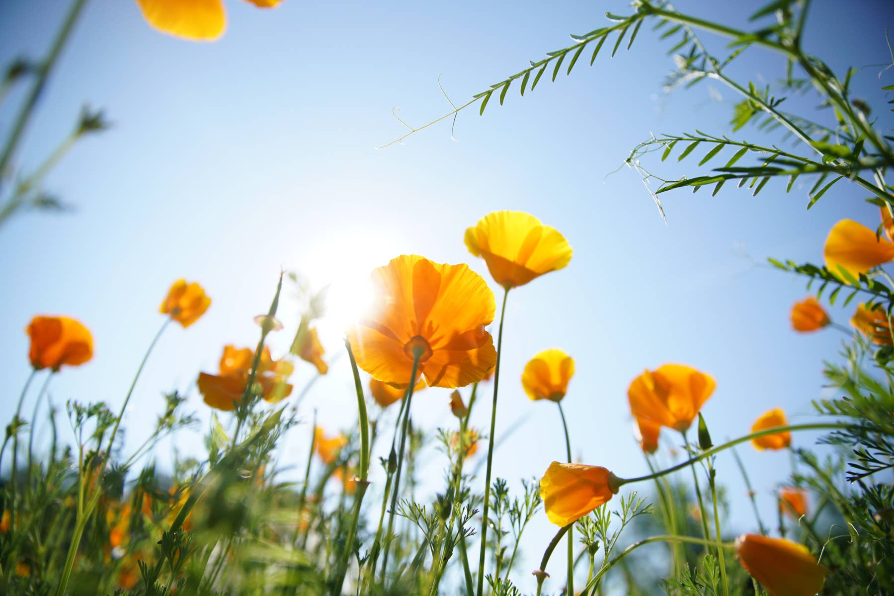 Heartsong Herbs - Wholesale Tincture - Sleep Easy Tincture3