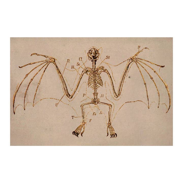 Bat Skeleton Canvas Print - Apothecary Art for Home or Office - Apothecary Decor for wholesale by Print Pothecary